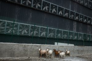 В СМИ появились фотографии самых больших майнинговых ферм Китая