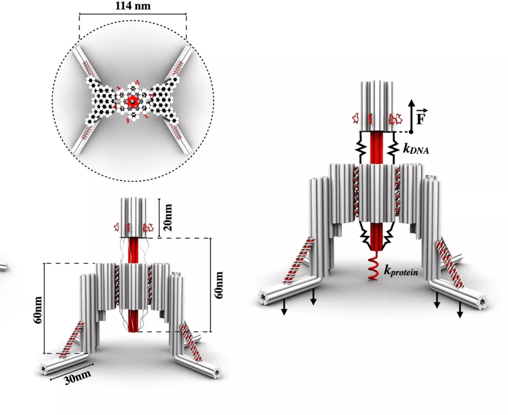 Ученые создали робота из ДНК, TikTok представила конкурента DALL-E и другие новости из мира ИИ