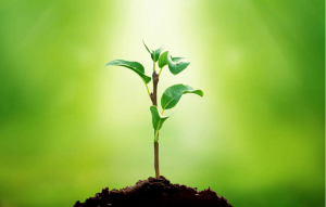 Безымянный