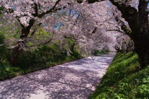Власти японского городка принимают пожертвования в биткоинах для сохранения парка сакур