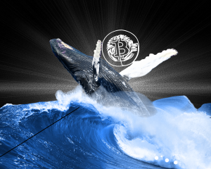 Наблюдение за китами. Как зарабатывать на движениях крупных игроков рынка ― рассказывает Whalepro