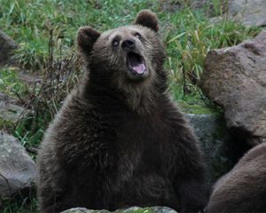 bear-memes