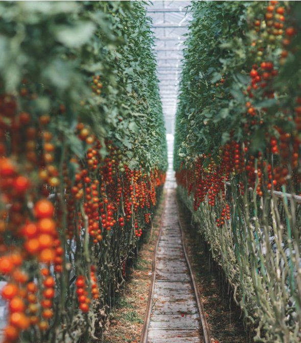 Домашний майнинг при текущей цене биткоина: отапливаем помещения и выращиваем помидоры