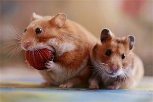 eating-a-strawberry