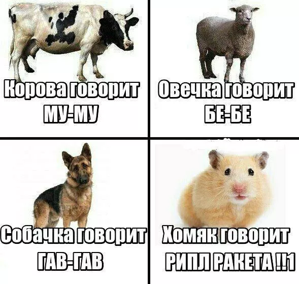 Образец кала или ракета: как менялось отношение трейдеров к альткоинам