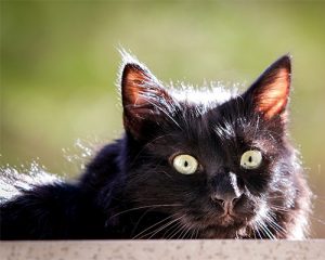 trading-black-cat